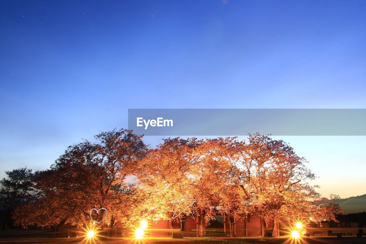 VIEW OF TREES AT NIGHT