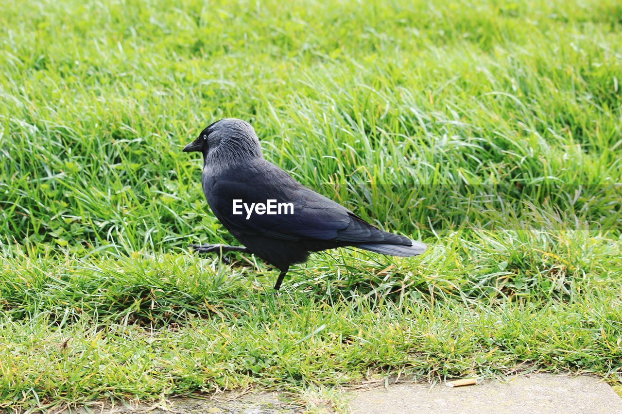 Bird perching on field