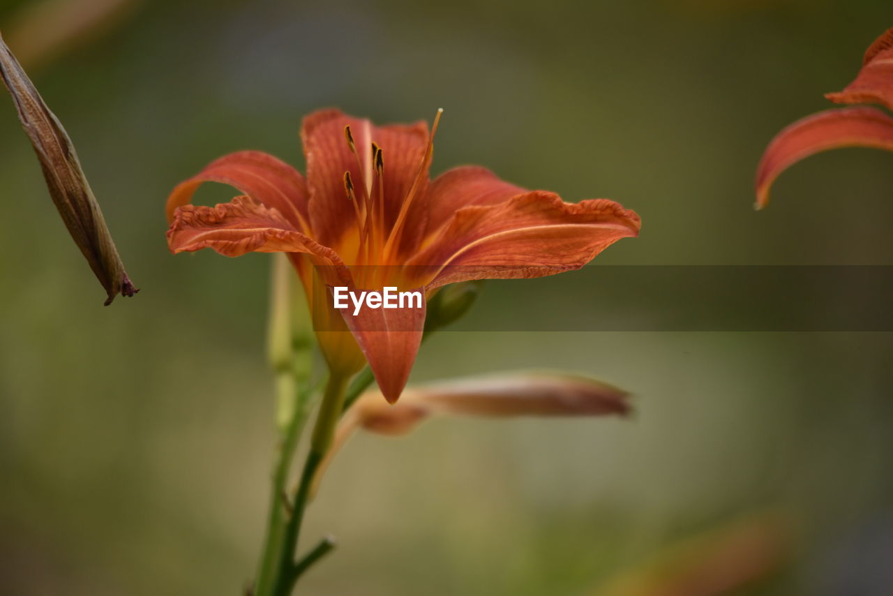 Close-up of orange day lily