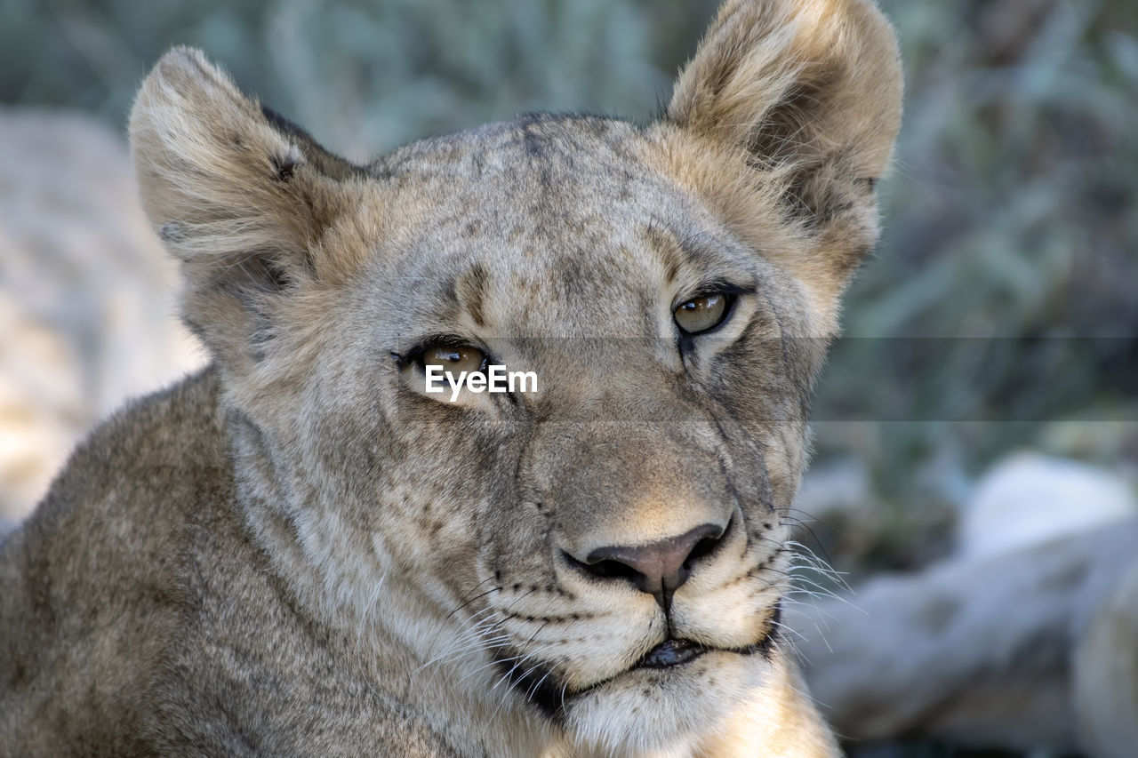 CLOSE-UP OF A LION