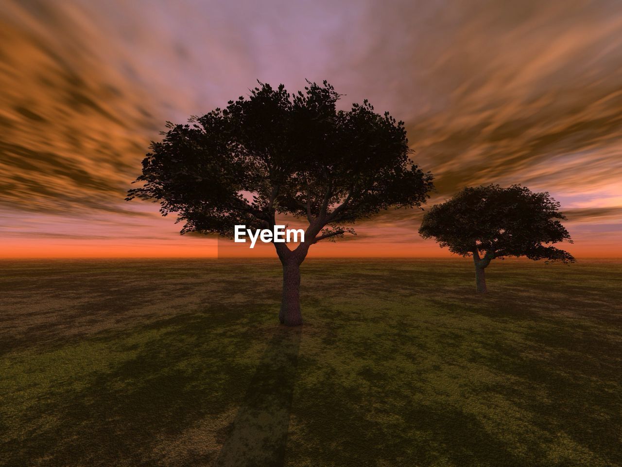 Trees on field during sunset