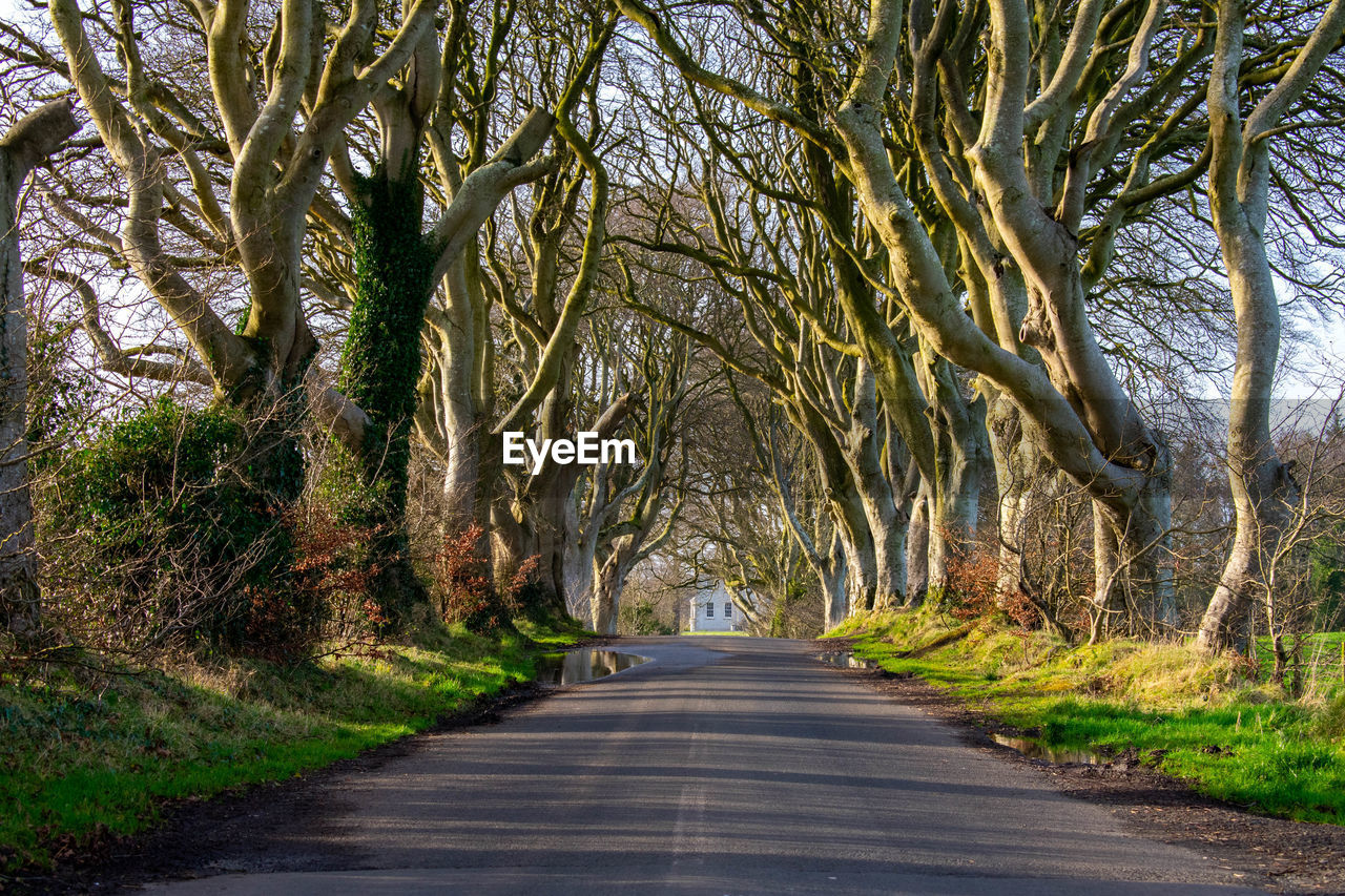 ROAD AMIDST TREES