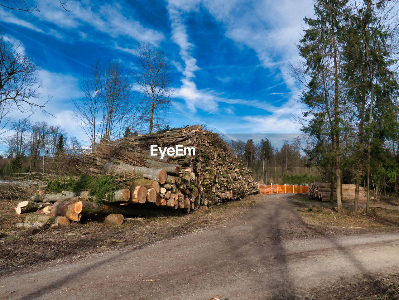 STACK OF LOGS ON ROAD AMIDST TREES AND PLANTS IN FOREST
