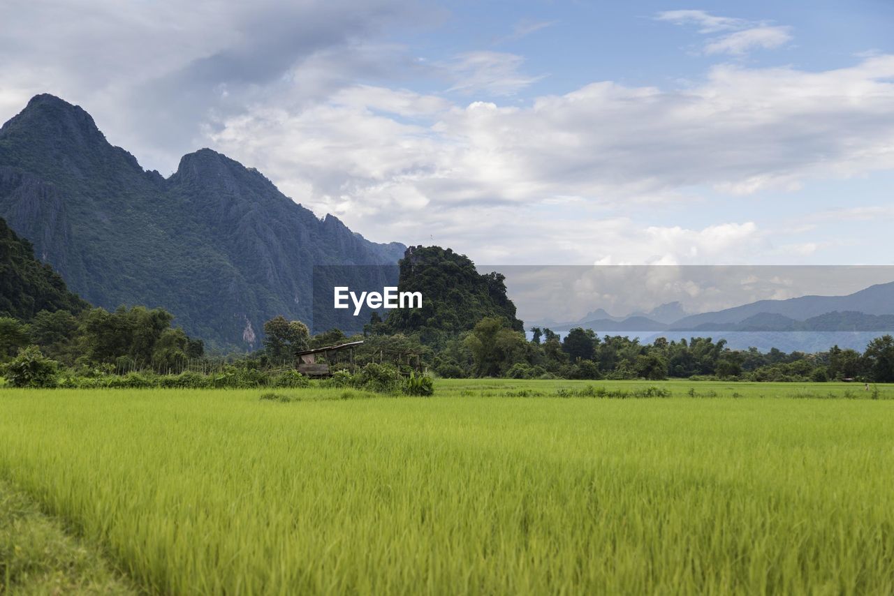 Scenic view of agricultural field against sky