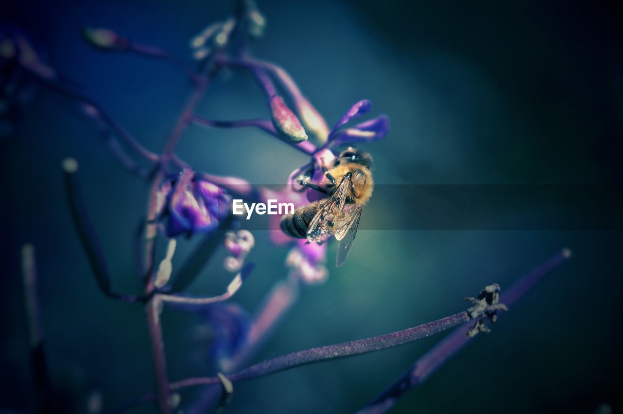 CLOSE-UP OF INSECT ON FLOWER