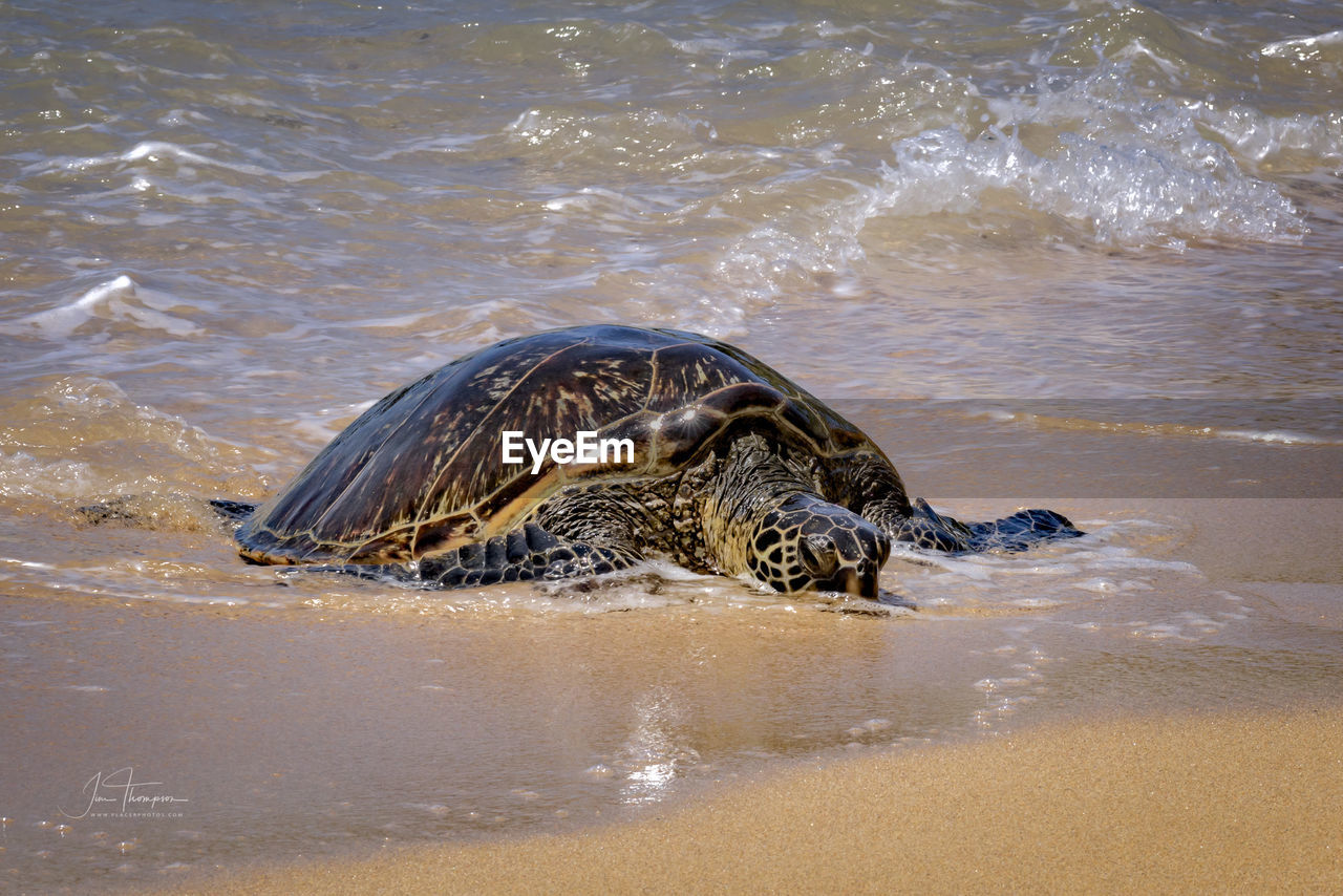 High angle view of turtle swimming in sea