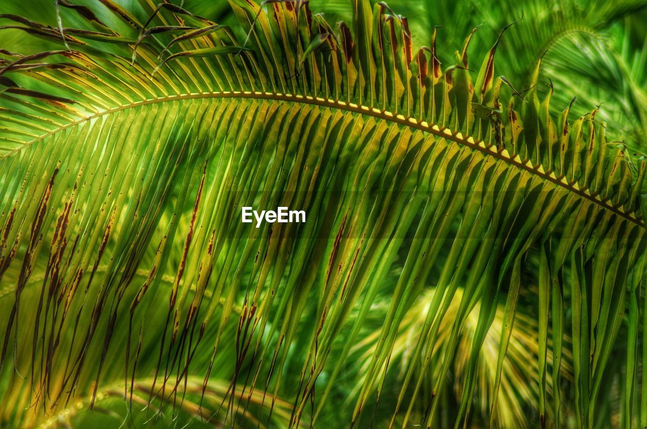 Close-up of palm leaves