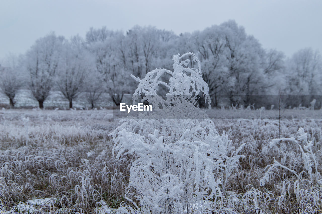 SCENIC VIEW OF SNOW COVERED LAND