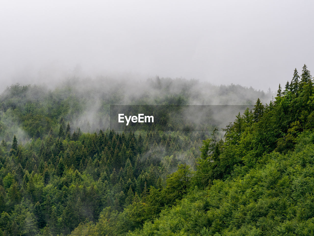 TREES IN FOREST AGAINST SKY