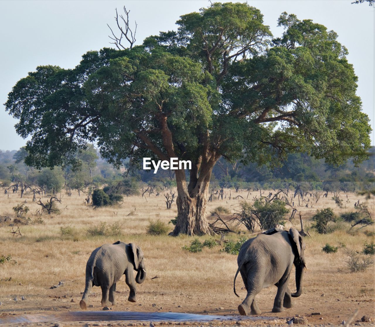 Rear view of elephant calves on land