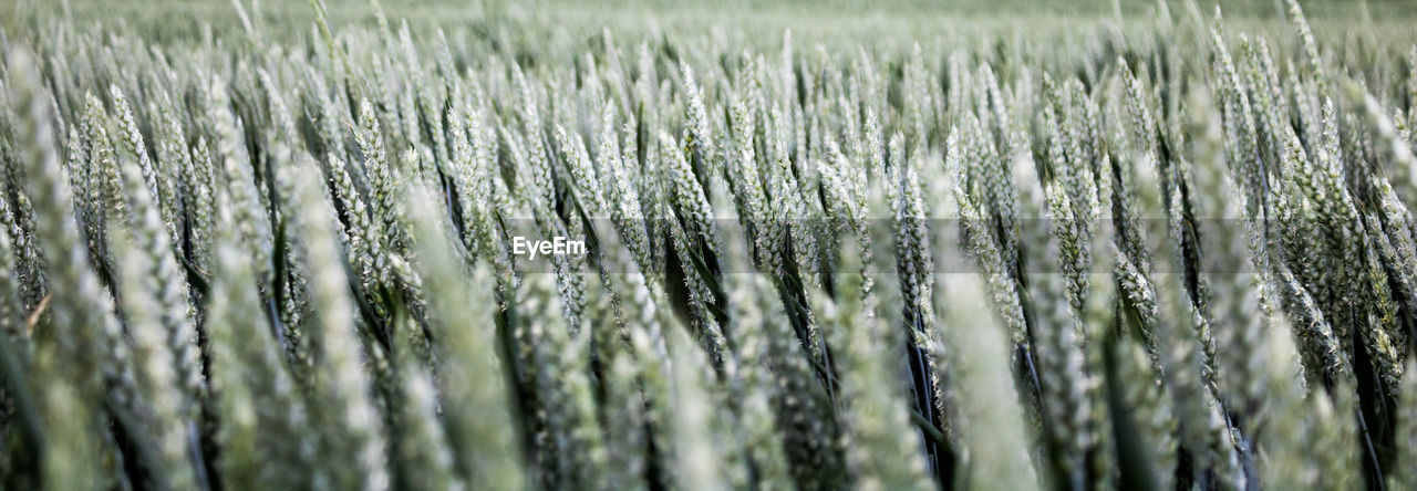 Full frame shot of grass