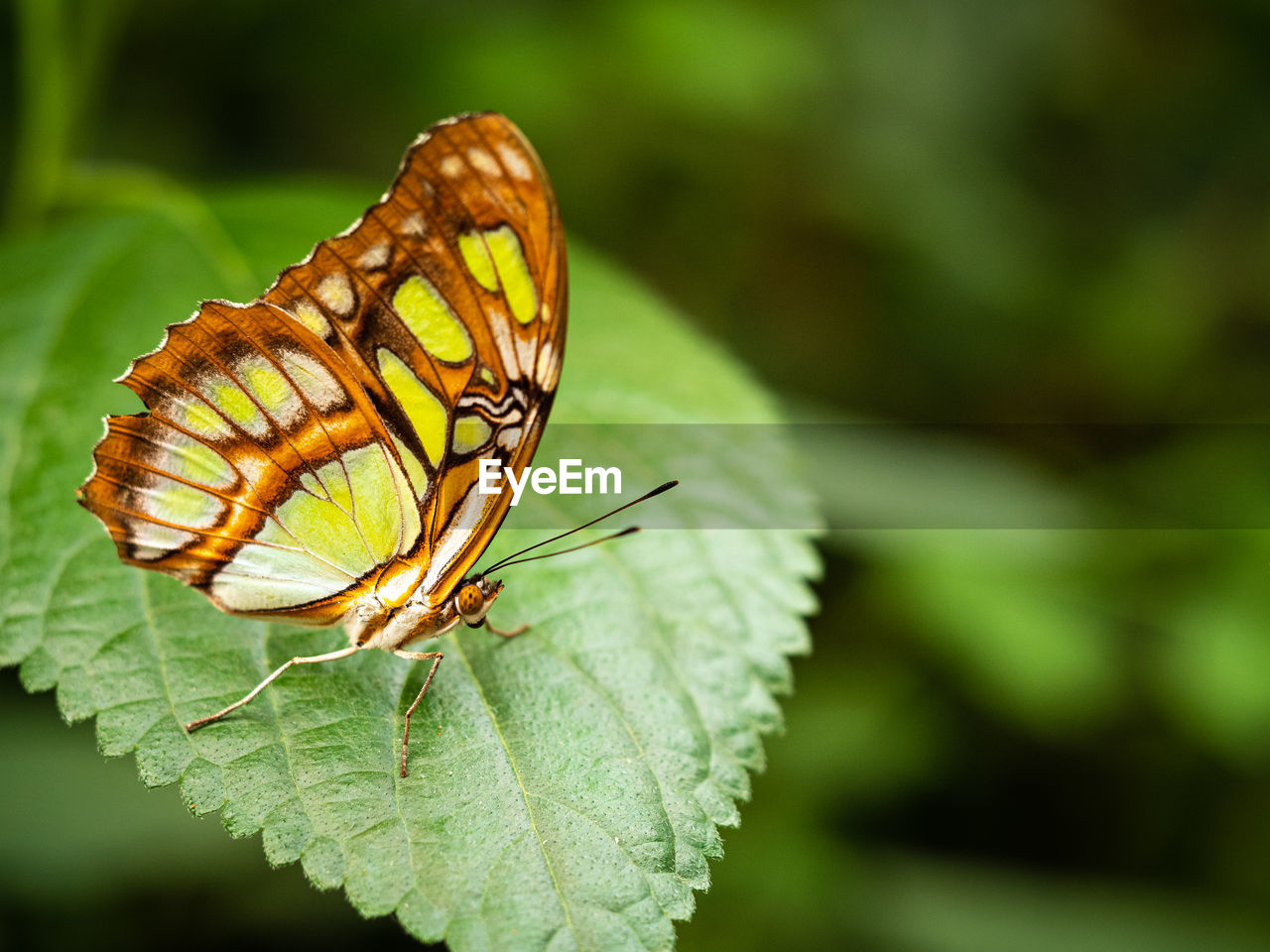 BUTTERFLY ON LEAF