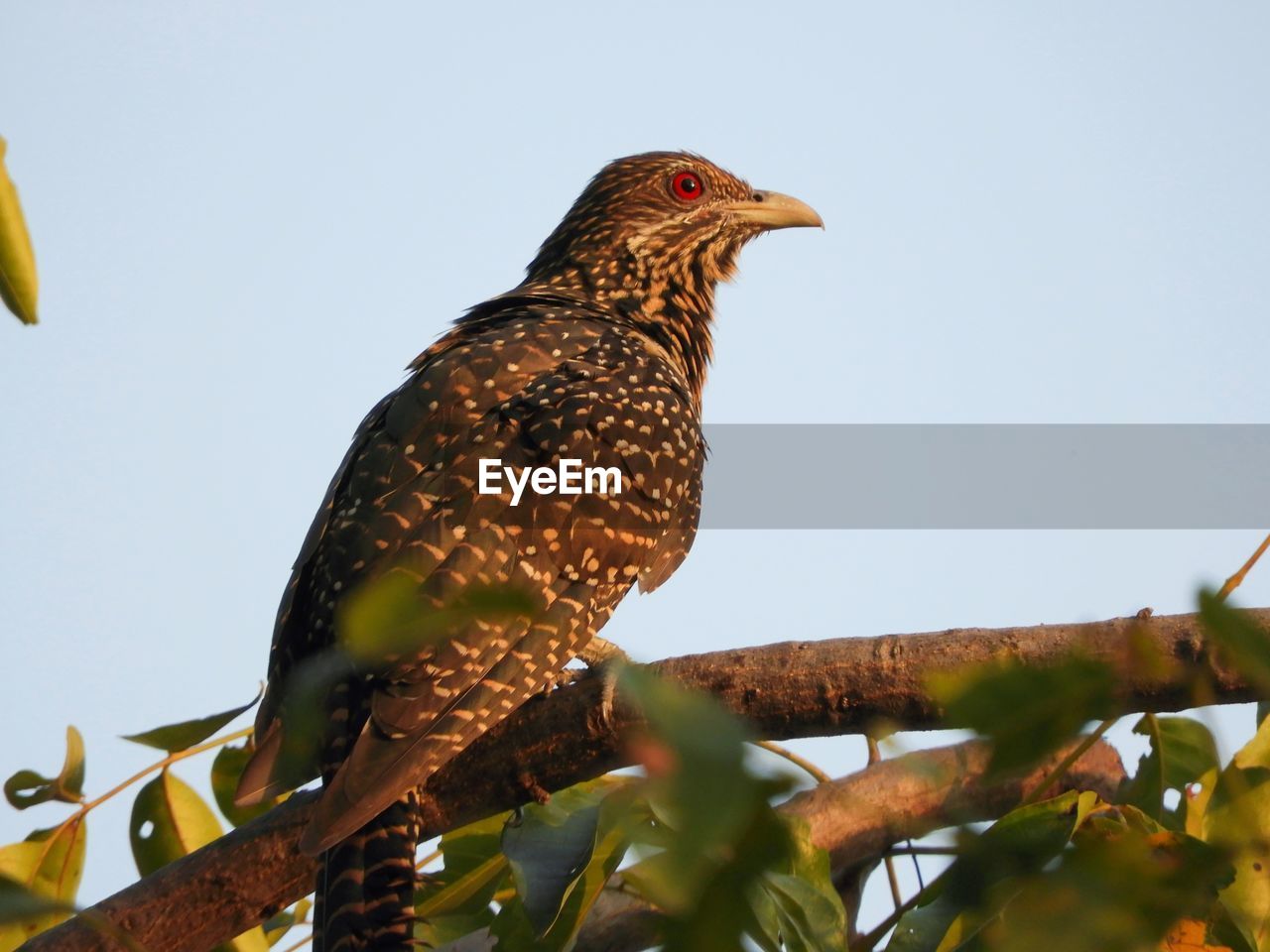 LOW ANGLE VIEW OF EAGLE PERCHING ON TREE