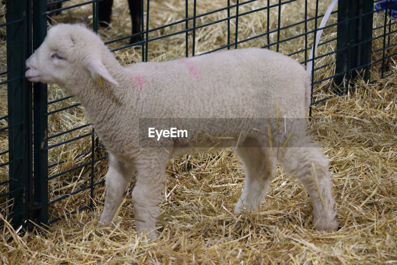 SHEEP IN FARM