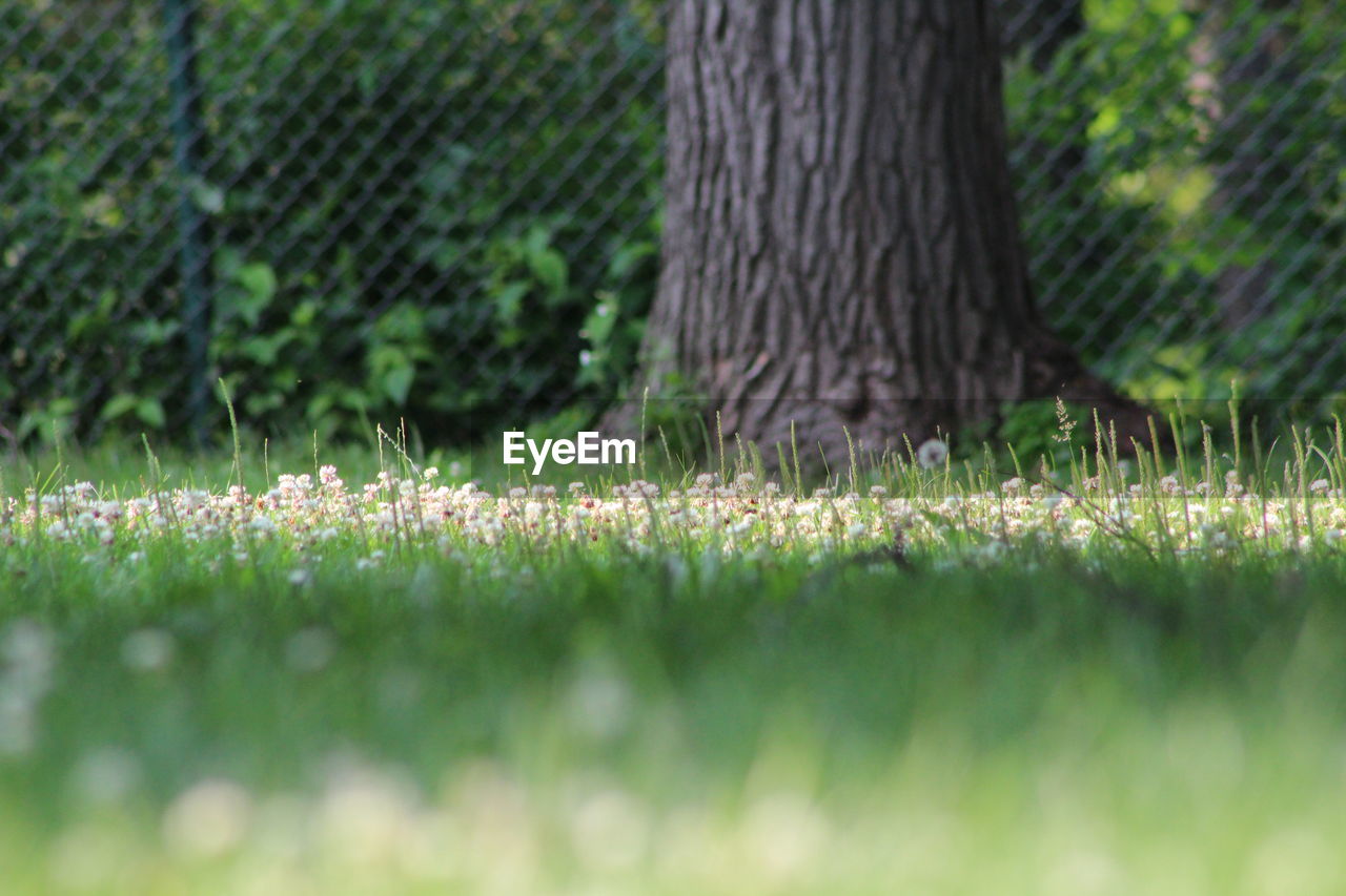CLOSE-UP OF GRASS ON FIELD