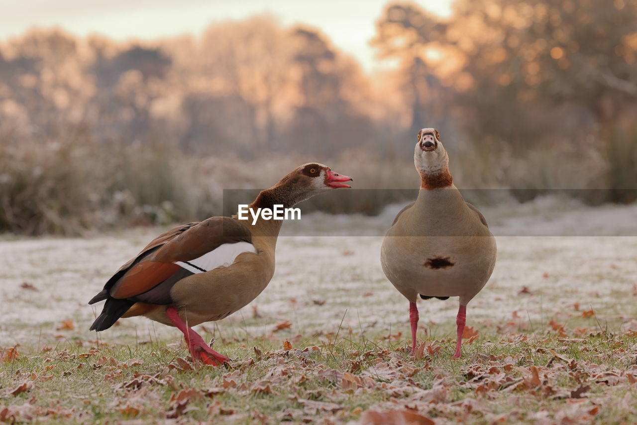An egyptian goose pair greeting 
