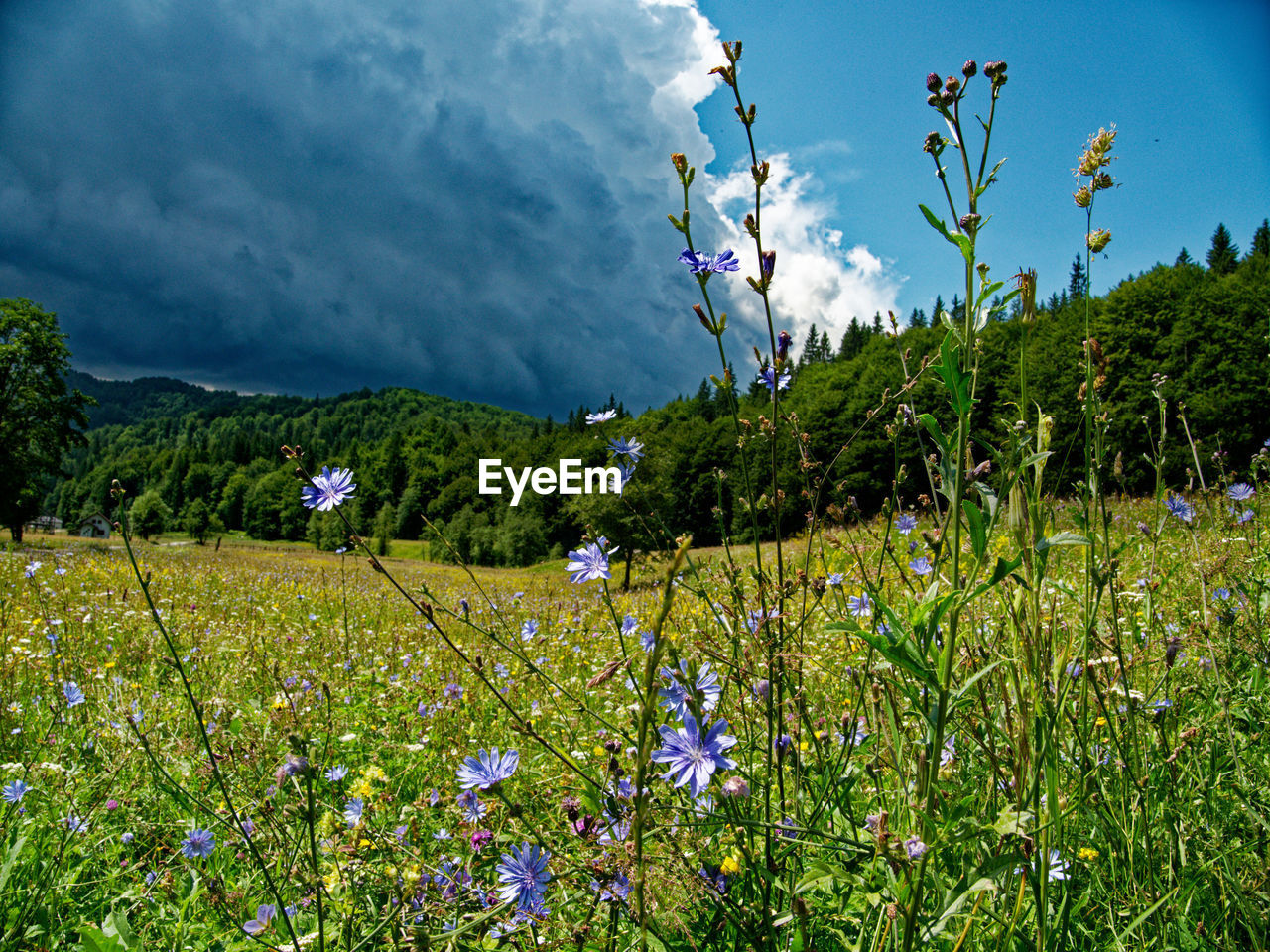 SCENIC VIEW OF PURPLE FLOWERING PLANTS ON LAND AGAINST SKY