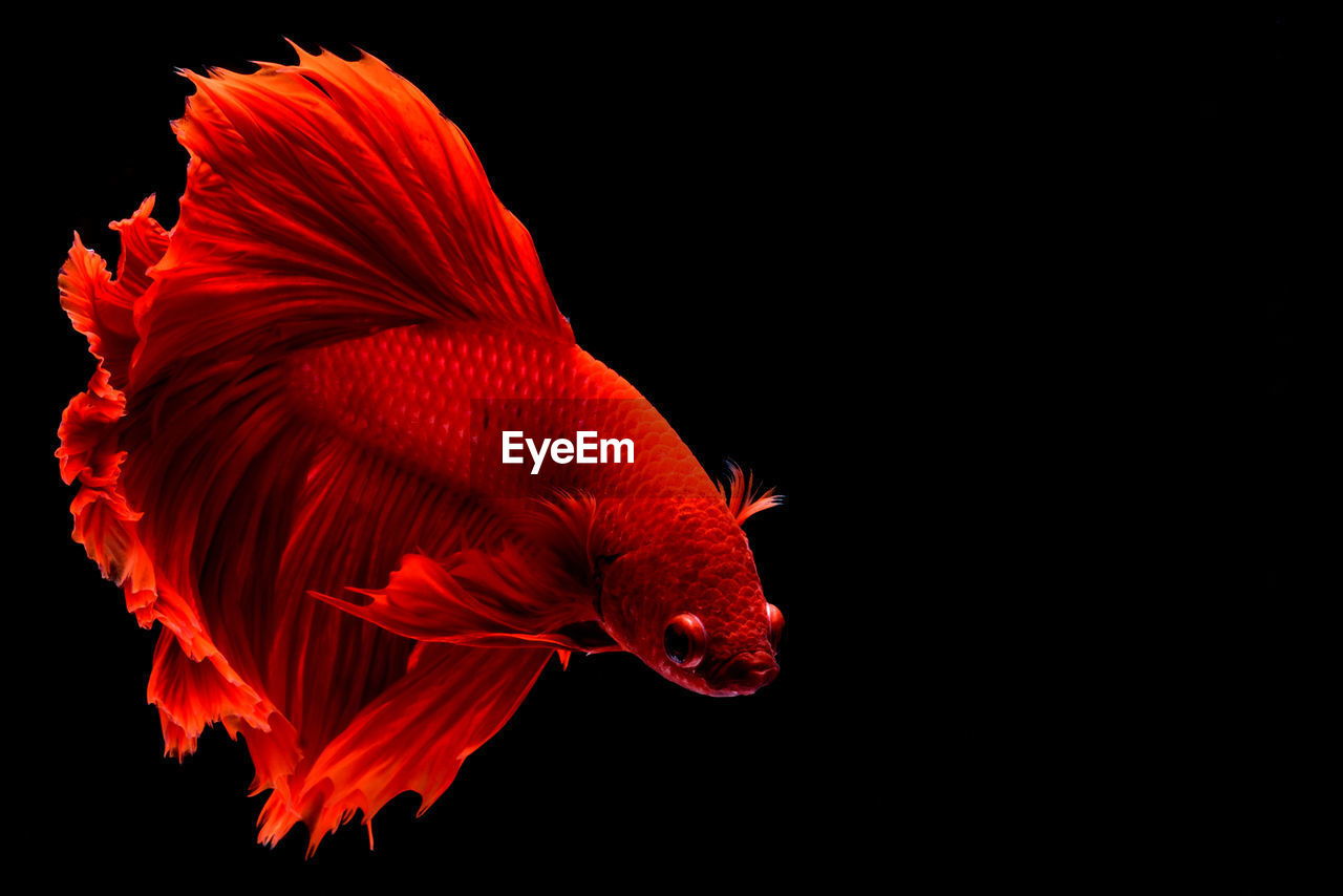 Red fighting fish. fins and tail like long skirts, half moon tail, perfect fish elegance.