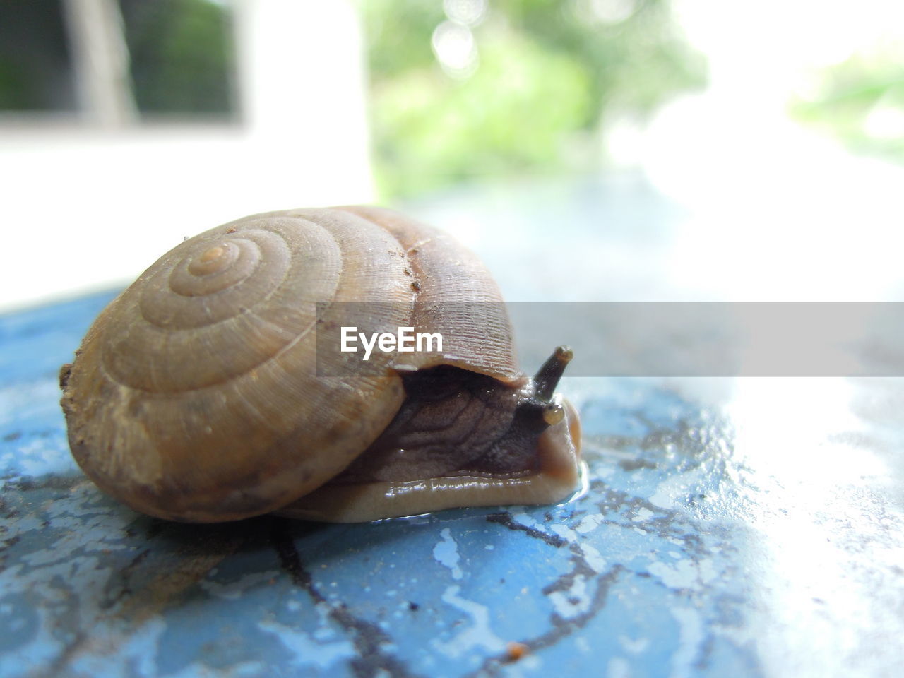 SNAIL ON LEAF