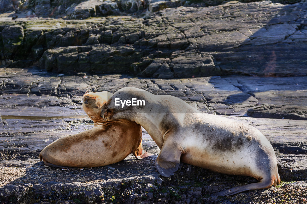 SHEEP RELAXING ON ROCKS