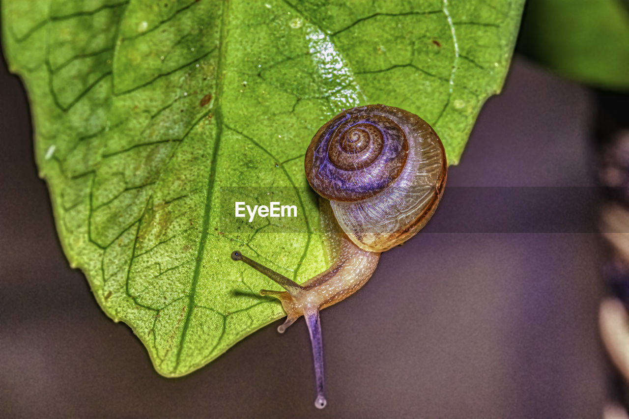 CLOSE-UP OF SNAIL IN A GREEN LEAF