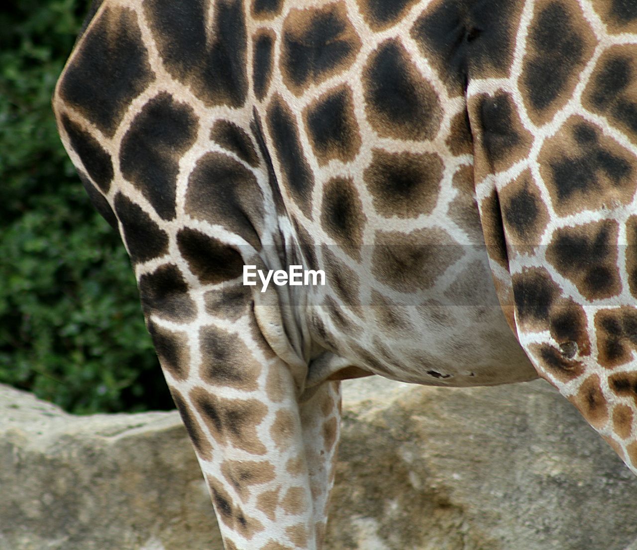 CLOSE-UP OF ZEBRA