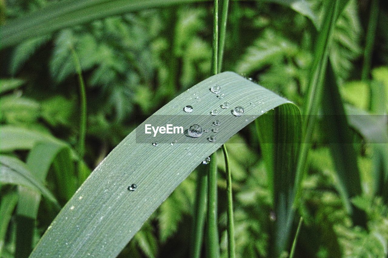 Close-up of water drops on leaf