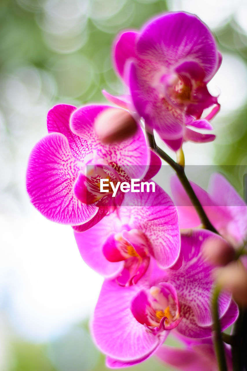 Close-up of pink orchids