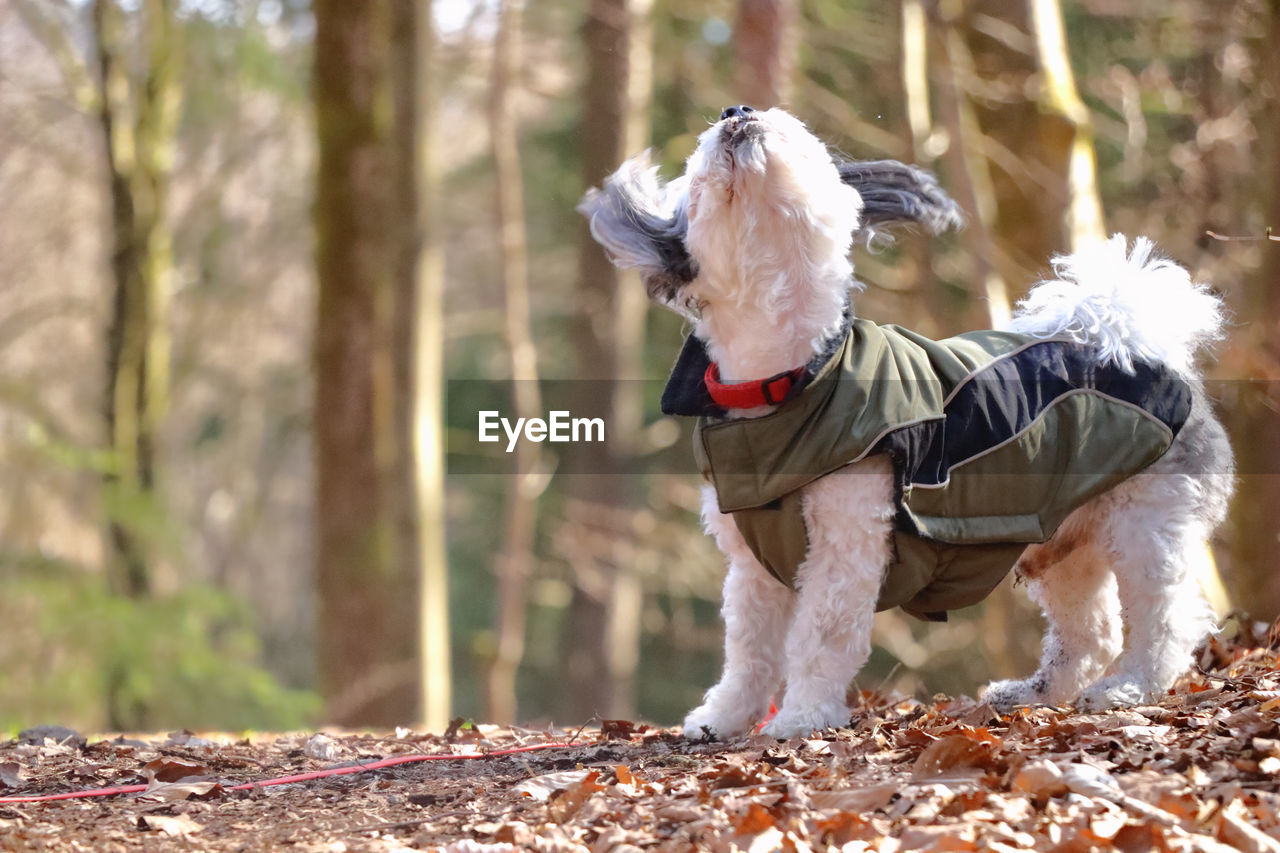 Scenic view of a small dog in a dog coat shaking his head