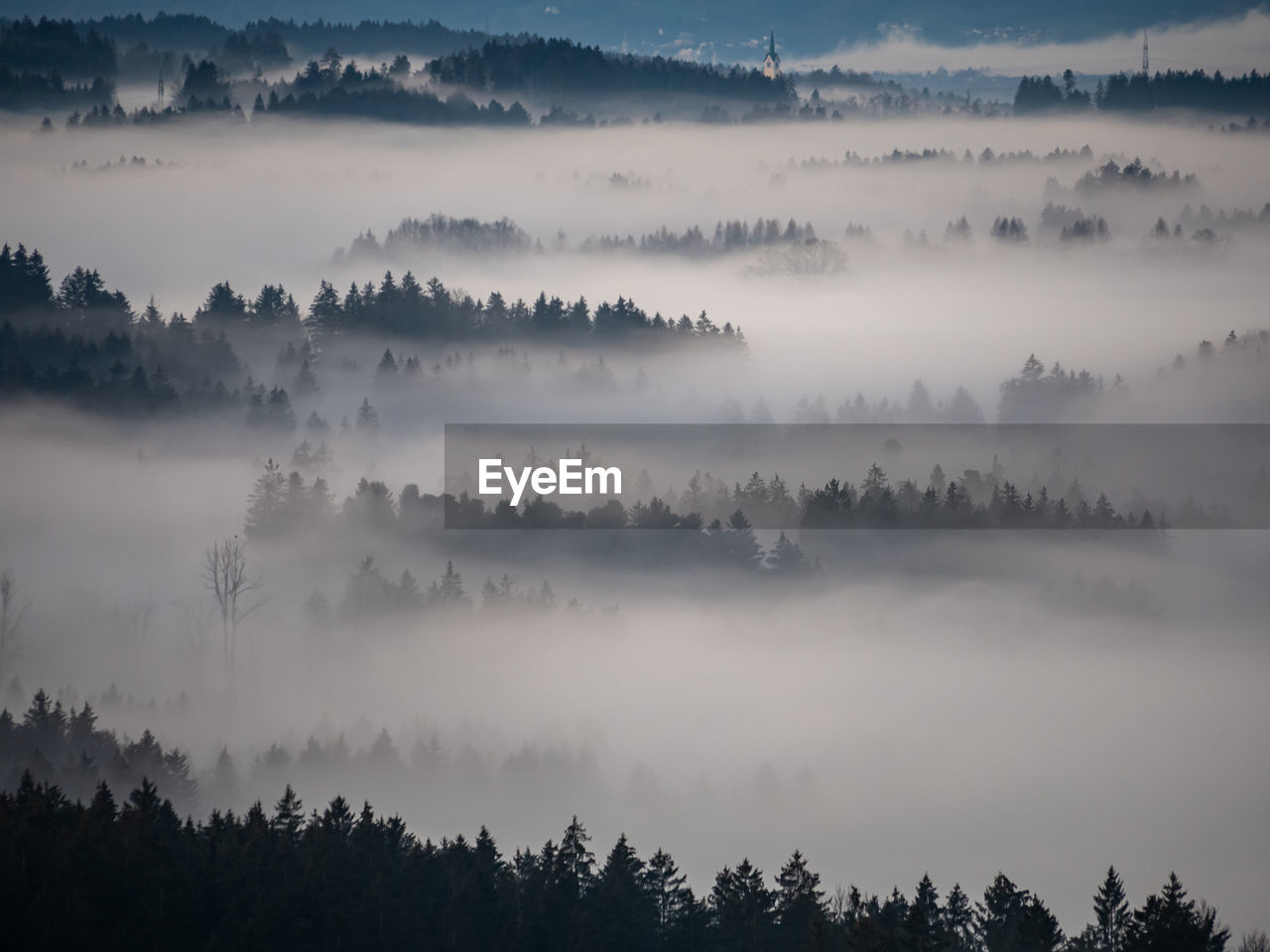 low angle view of trees