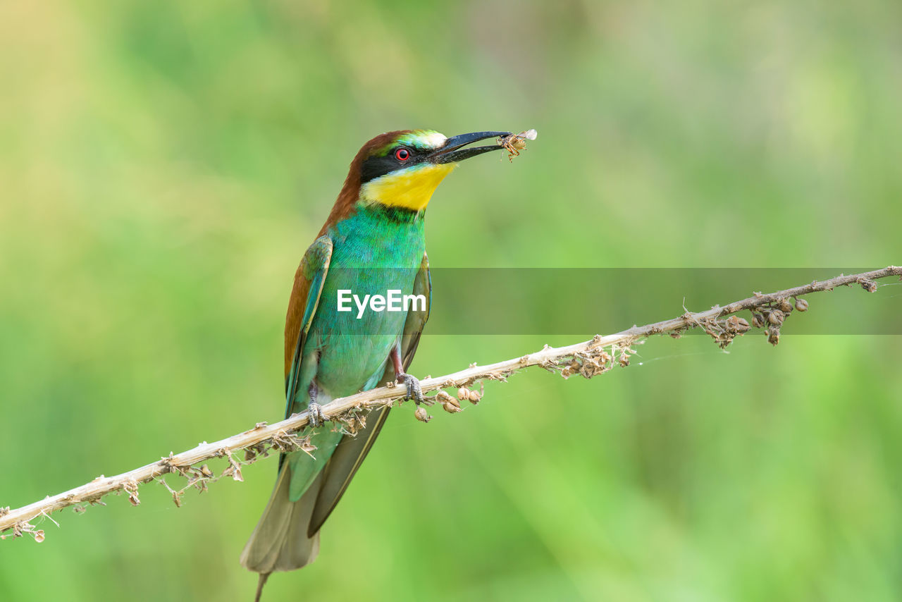 Close-up of bird perching on twig