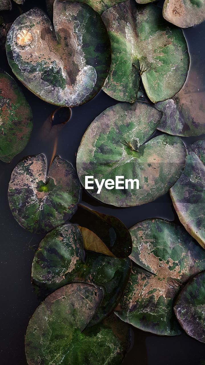 HIGH ANGLE VIEW OF WATER LILY IN LAKE