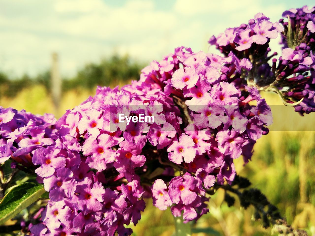 CLOSE-UP OF PINK FLOWERS BLOOMING