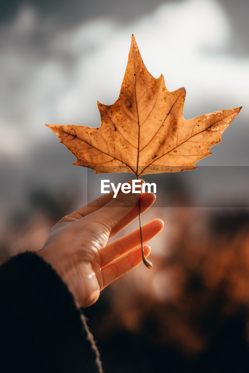 Close-up of cropped hand holding maple leaf