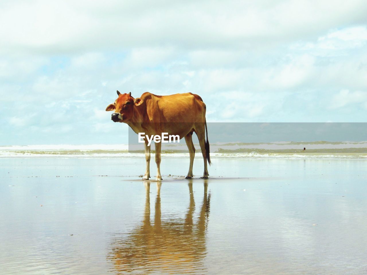 Full length of cow on beach