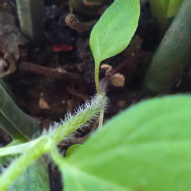 CLOSE-UP OF PLANT GROWING ON GREEN LEAF