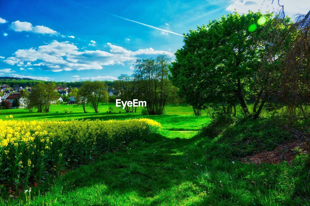 SCENIC VIEW OF FIELD AGAINST TREES