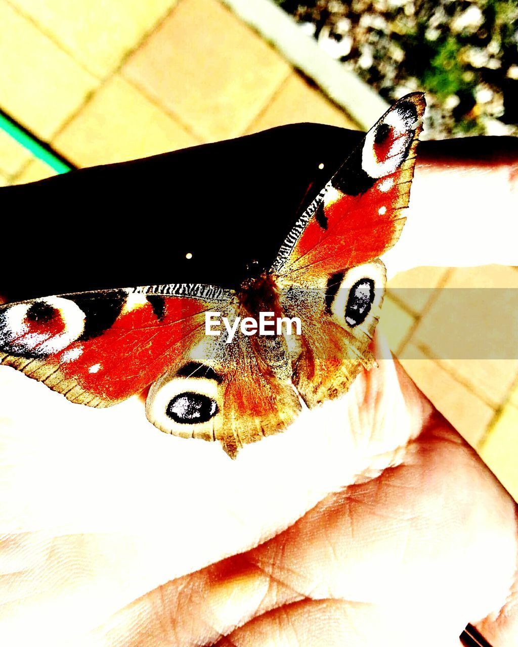 CLOSE-UP OF BUTTERFLY ON HEAD