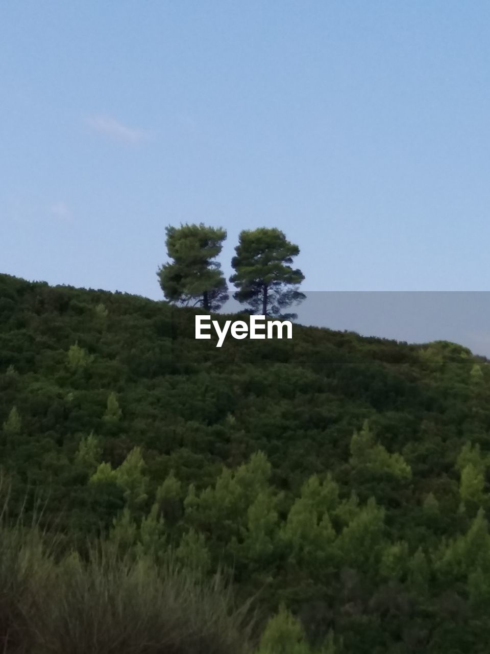 TREES ON LANDSCAPE AGAINST SKY