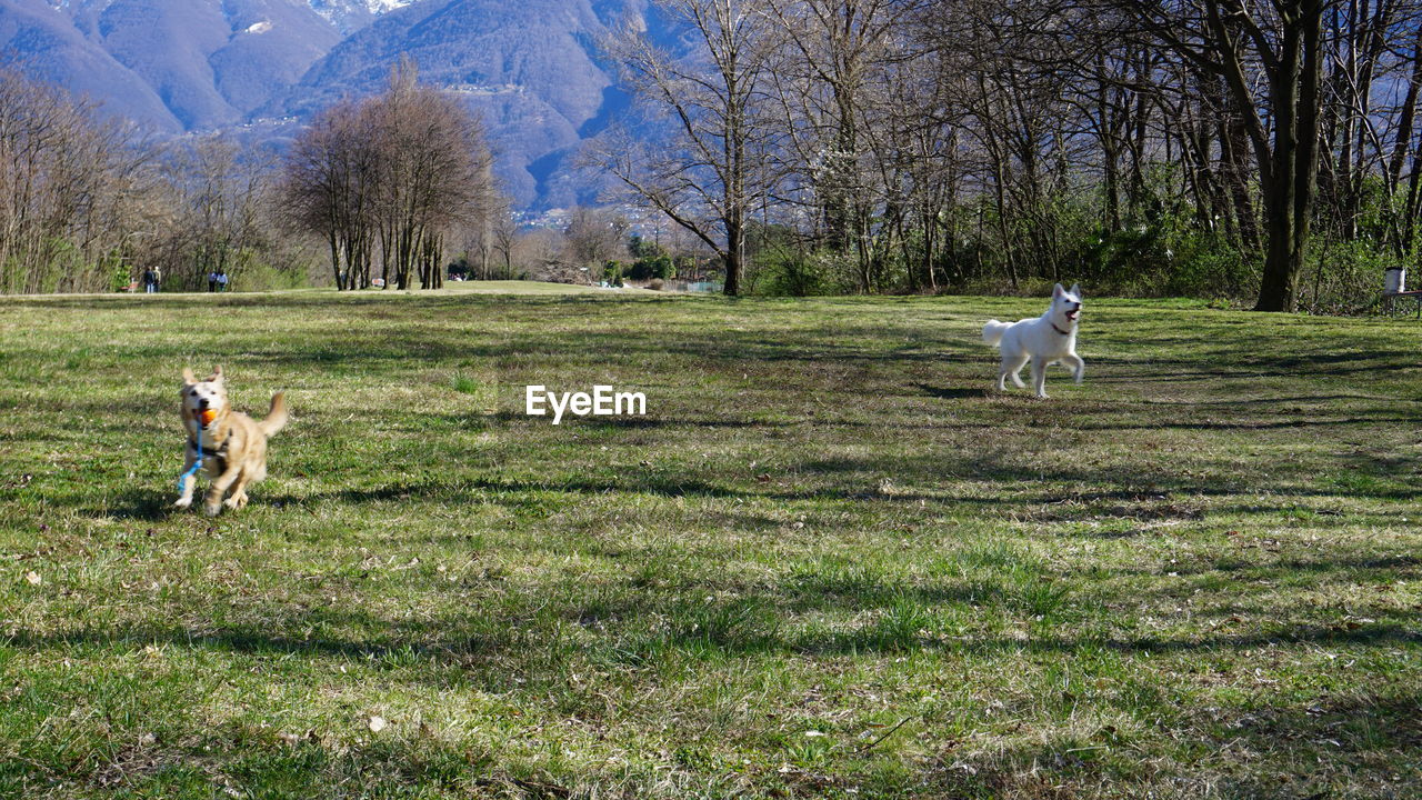 DOG RUNNING IN THE FIELD