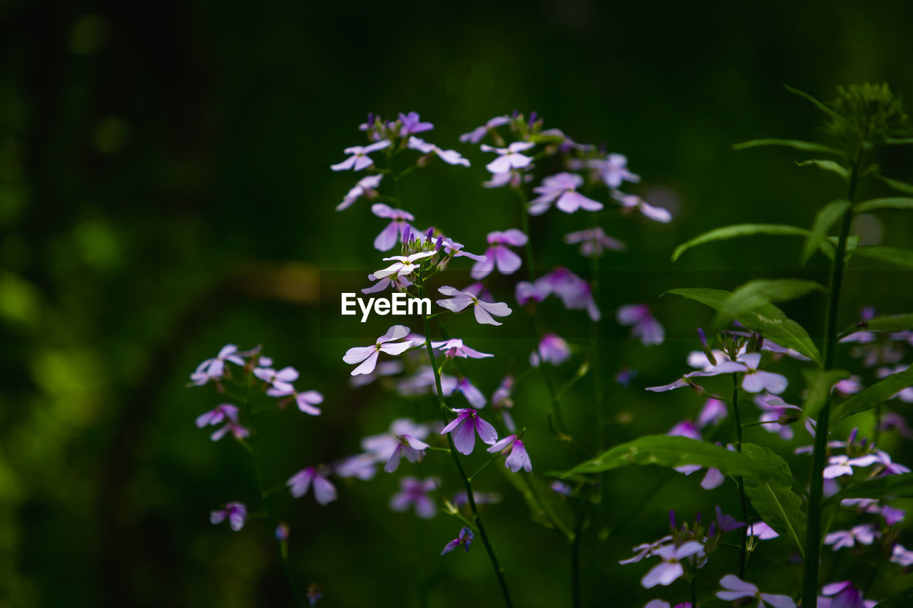 Beautiful purple flowers in the forest