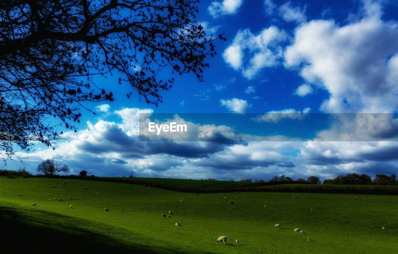 TREES ON GRASSY FIELD AGAINST CLOUDY SKY