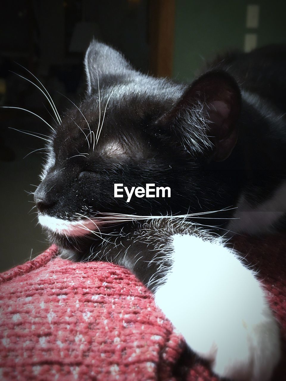 CLOSE-UP OF CAT LOOKING UP
