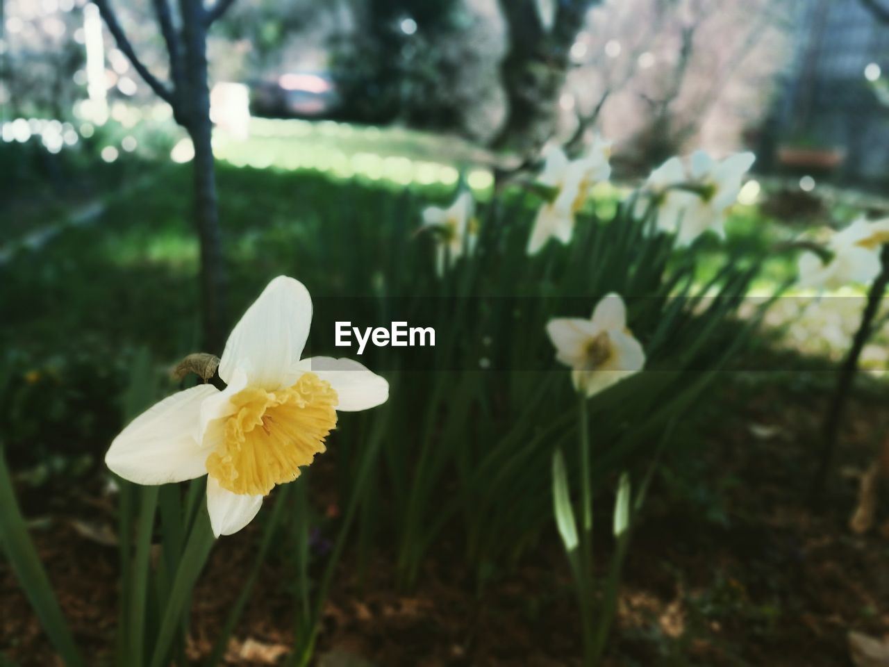 CLOSE-UP OF YELLOW FLOWER BLOOMING OUTDOORS