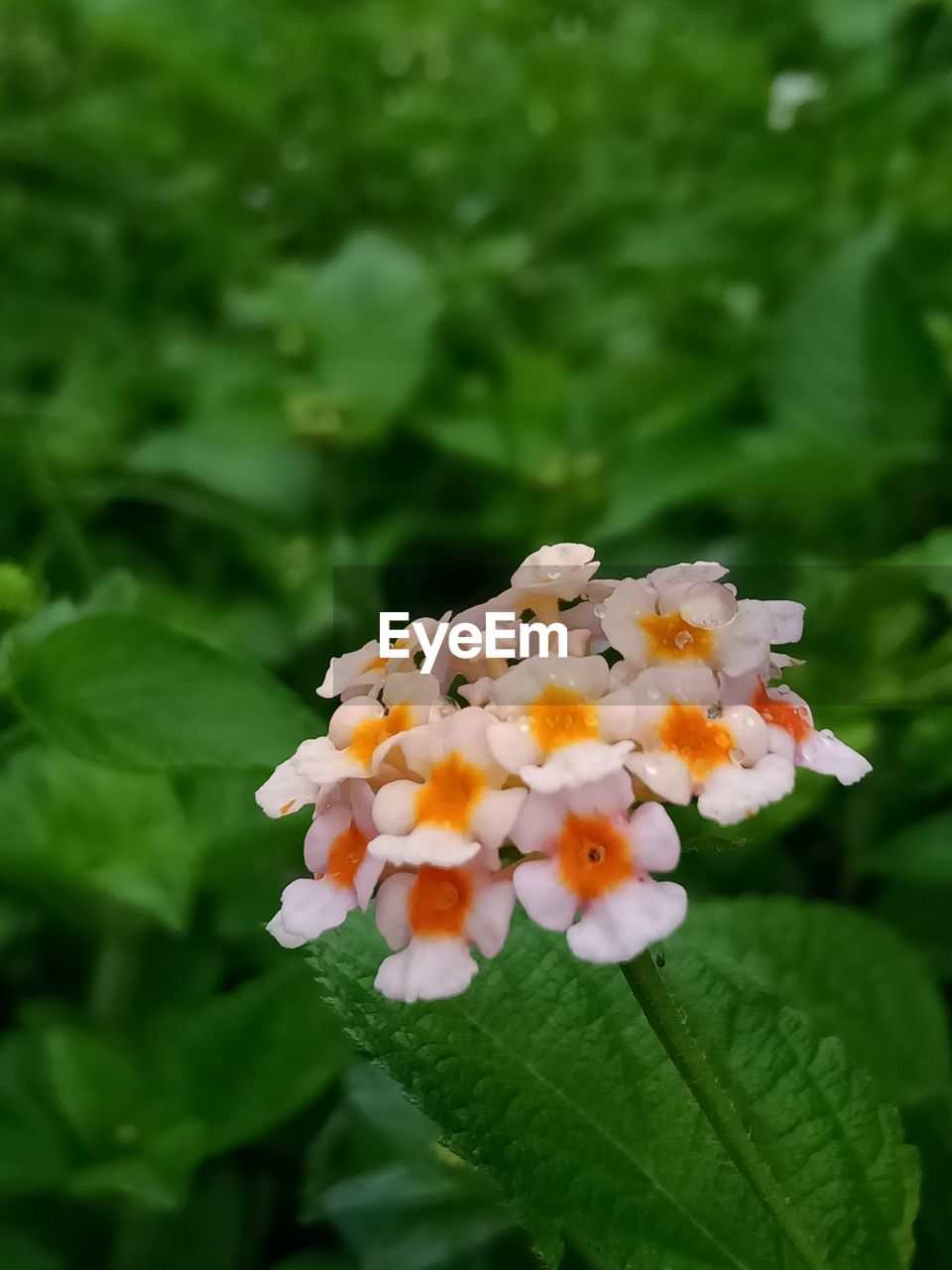 CLOSE-UP OF WHITE FLOWERING PLANT AGAINST BLURRED BACKGROUND