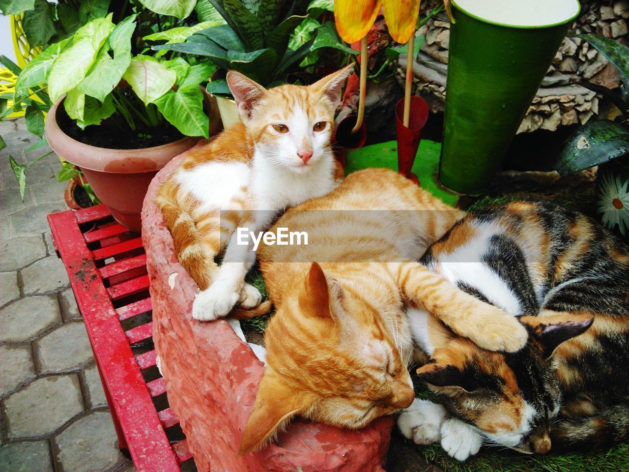 High angle view of cats relaxing outdoors