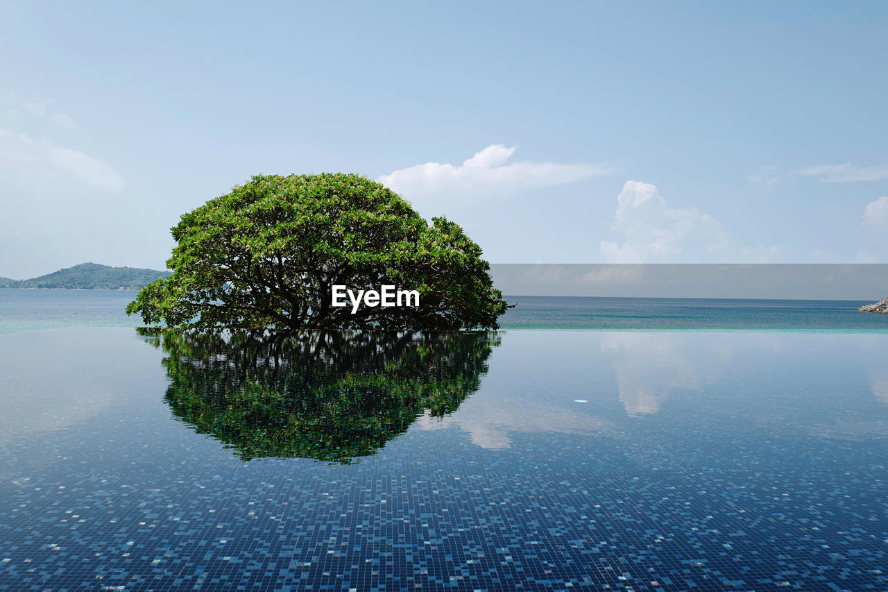 VIEW OF TREE BY SEA AGAINST SKY