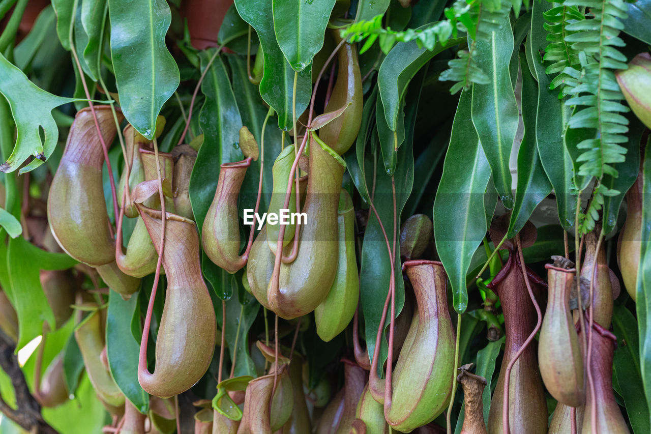 CLOSE-UP OF VEGETABLES FOR SALE AT MARKET