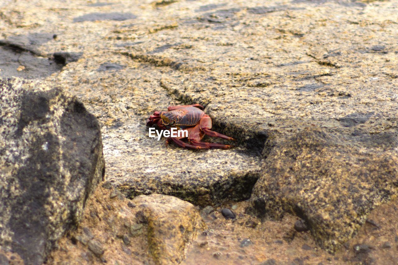 HIGH ANGLE VIEW OF ANIMAL ON ROCK