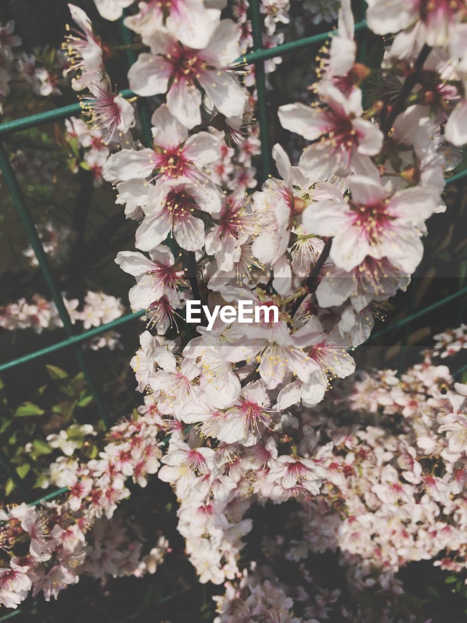 CLOSE-UP OF PINK CHERRY BLOSSOMS